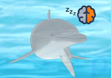 Да, дельфины спят, когда половина мозга всегда активна.