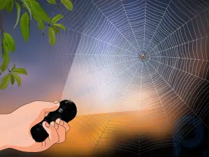 Cómo identificar una araña de granero