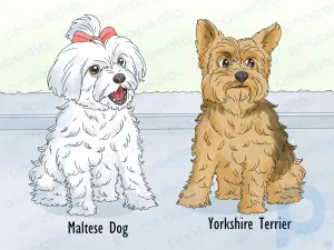 Cómo identificar un perro maltés