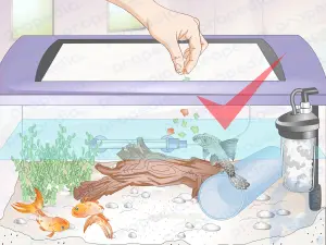 Cómo introducir un Pleco en una pecera de peces de colores