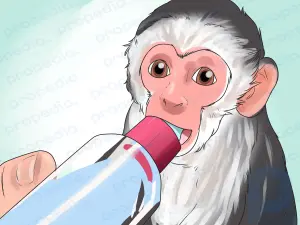 How to Keep Capuchin Monkeys As Pets