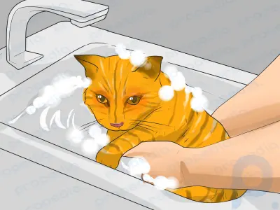 How to Know if a Child Is Allergic to Cats