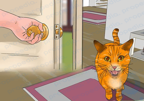 Step 4 Restrict your cat’s access.