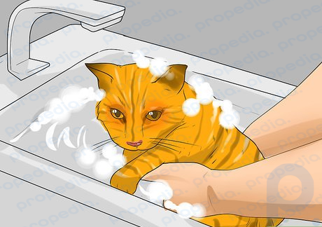 Step 7 Bathe the cat regularly.