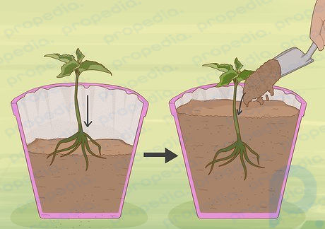 Step 2 Place your plant in the soil.