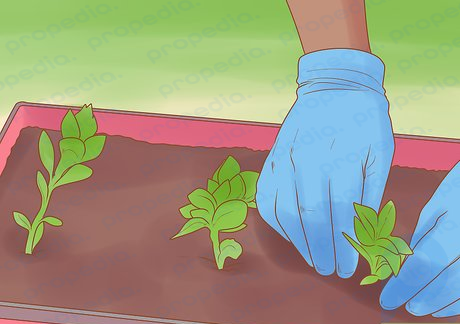 Step 4 Pick up gardening to give yourself something to tend to on a daily basis.