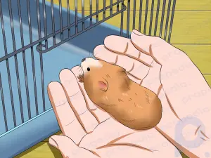 Comment faire en sorte que votre hamster vous fasse confiance